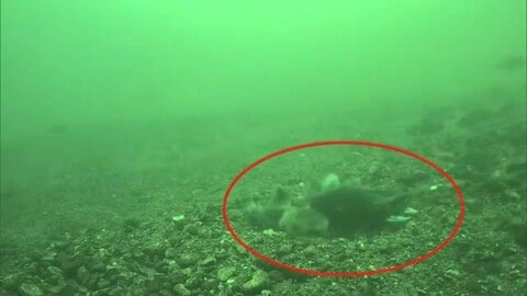 世界初！かつて田沢湖のみに生息“クニマス” 自然界での産卵行動撮影に成功　秋田