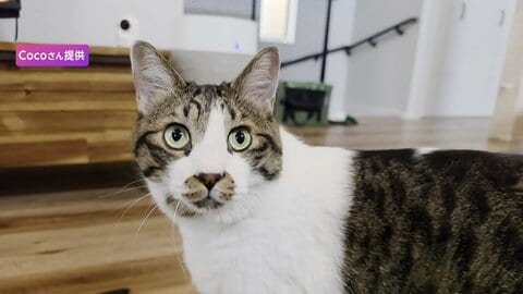 “ヘヴィメタル”がつなぐ支援の輪　フェスに込めた猫への思い