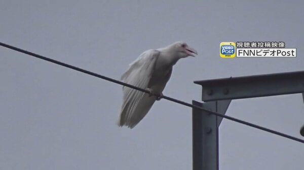 独自】「白いカラス」都内で確認 出現確率は数万羽に1羽程度…“カラス