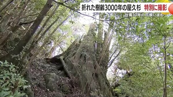 台風10号は世界遺産・屋久島にも爪跡残す 折れてしまった推定樹齢3000年の「弥生杉」は今？ 特別な許可を得て取材｜FNNプライムオンライン