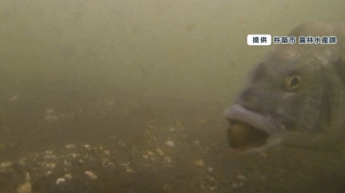 口にアサリをくわえている