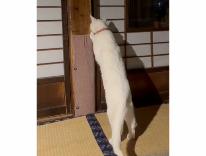 興味津々のようだ(提供:いのうえもんぺさん)