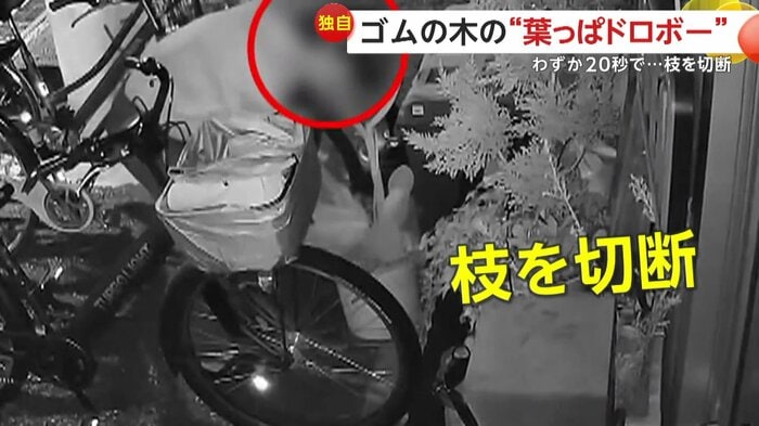 勝手に枝を切断し盗む人物(提供:cha AREA)