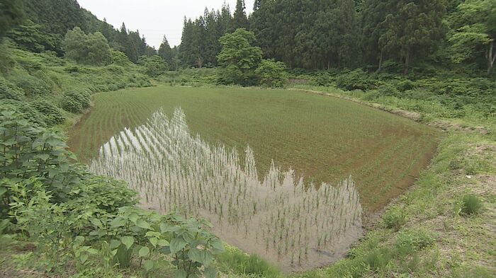 山間の田んぼ
