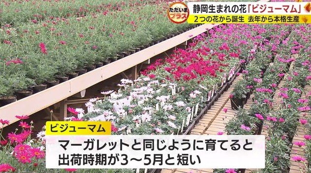 ビジューマム