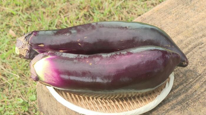 信州の伝統野菜「志げ子なす」