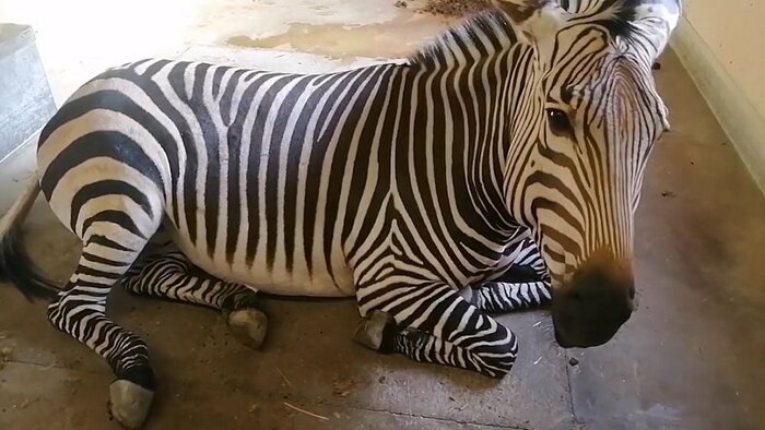 オリーブちゃん(提供:福山市立動物園)