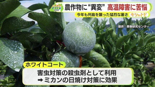 ホワイトコートを噴霧したミカン（提供：果樹研究センター）