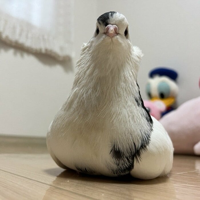 タンブラーピジョンの幸生くん(提供:ららこさん)