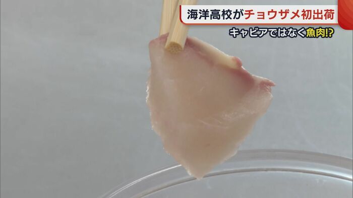 チョウザメの魚肉