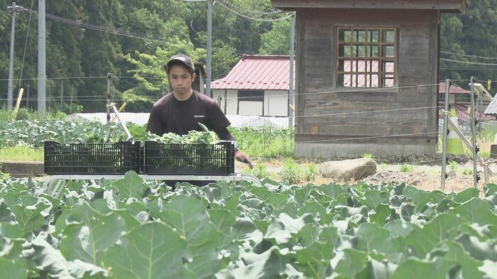 5月下旬から7月上旬に収穫最盛期のブロッコリー