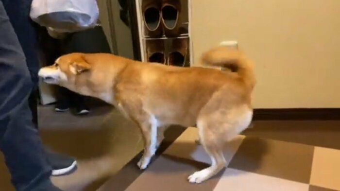 しっぽを振って喜びを全力で表現
