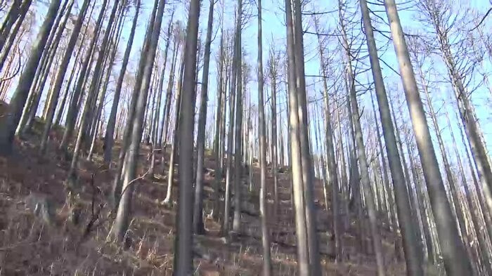 木の上側の葉が完全に焼失し水を吸い上げることができない