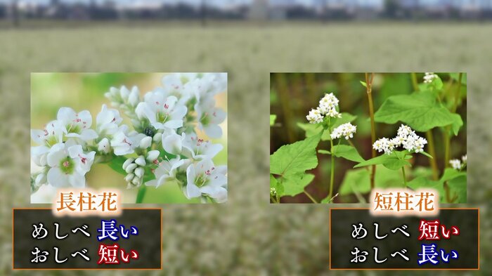 ソバの花の種類