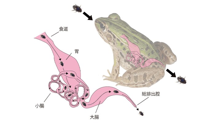 提供:杉浦真治准教授 マメガムシによるトノサマガエル体内からの脱出ルート