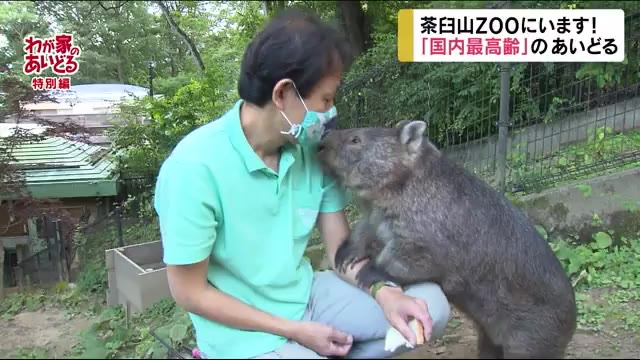 シマウマにヒツジにウォンバットも… 「国内最高齢」の動物たち紹介します! 長野市・茶臼山動物園