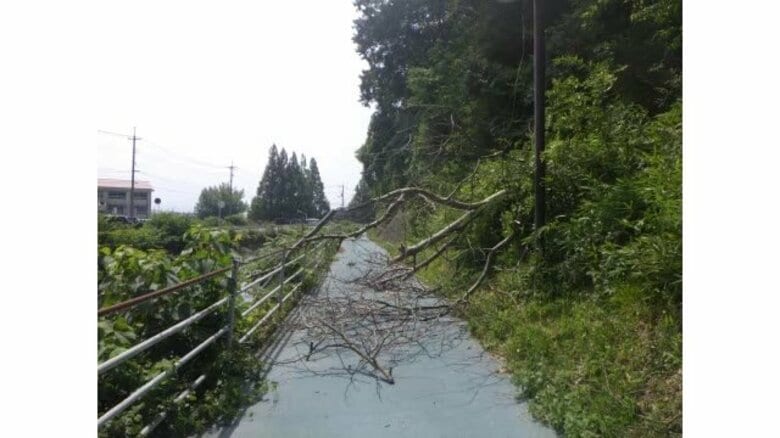 公園で倒木…中学生が負傷　通学路をふさぎ通行止めに　根元の腐食確認　詳細な原因調査（鳥取・米子市）｜FNNプライムオンライン
