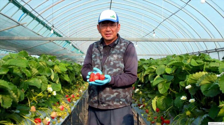 イチゴ栽培やカキ養殖で「黄綬褒章」受章 時には困難も…受章した生産者たちの仕事にかける思い｜FNNプライムオンライン