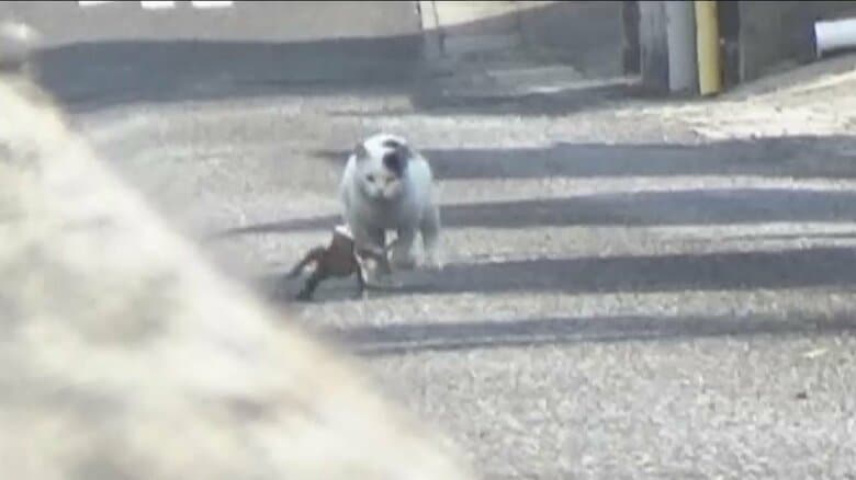 「ネコが追いかけている！」大型トカゲをカメラマンが発見　町民と4人がかりで追い詰め捕獲　香川・小豆島町｜FNNプライムオンライン