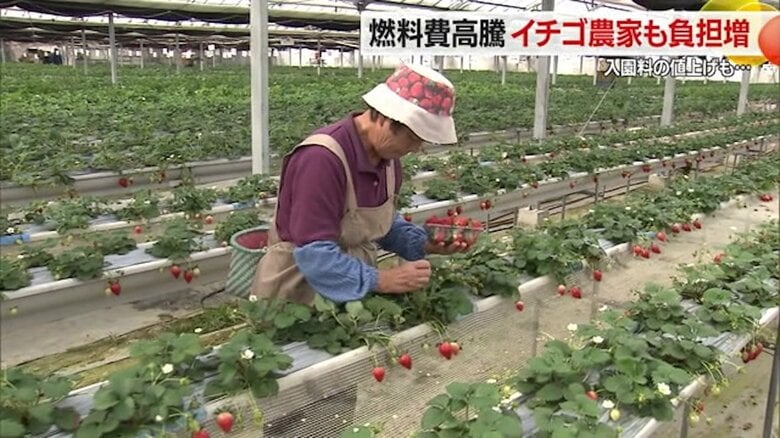 「何とかならないか…」暖房に使う燃料費が高騰しイチゴ農家困惑　来季に外国人観光客の入園料値上げ検討も【山形発】｜FNNプライムオンライン
