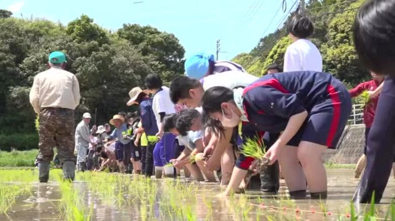 五島・高校生が田植え体験　収穫後の売り上げは日本赤十字社に【長崎】｜FNNプライムオンライン