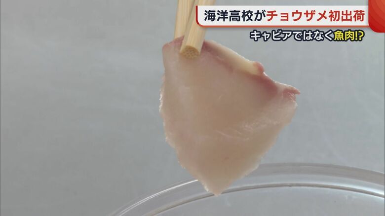 チョウザメの魚肉