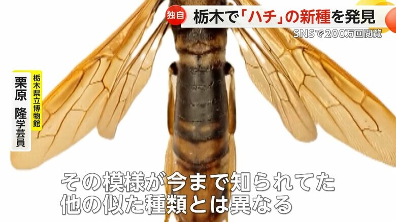 今まで知られていた他の似た種類とは、模様が異なるという「シモツケヒラアシキバチ」