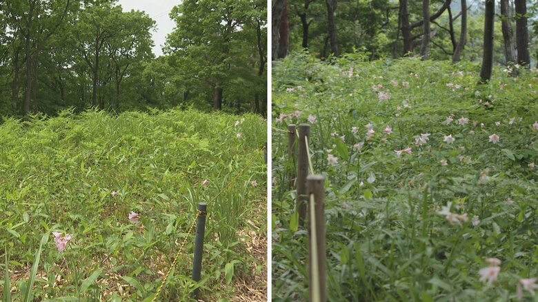 2024年（左）／2023年（右）