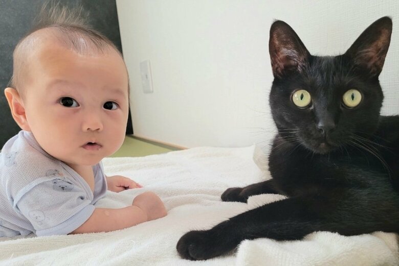 提供：仔猫を拾ったので