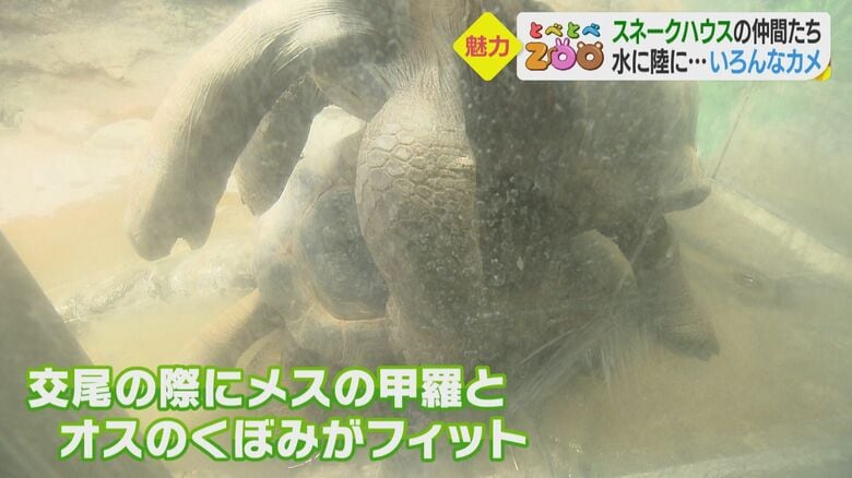 「腹甲」が交尾の際にフィットするという