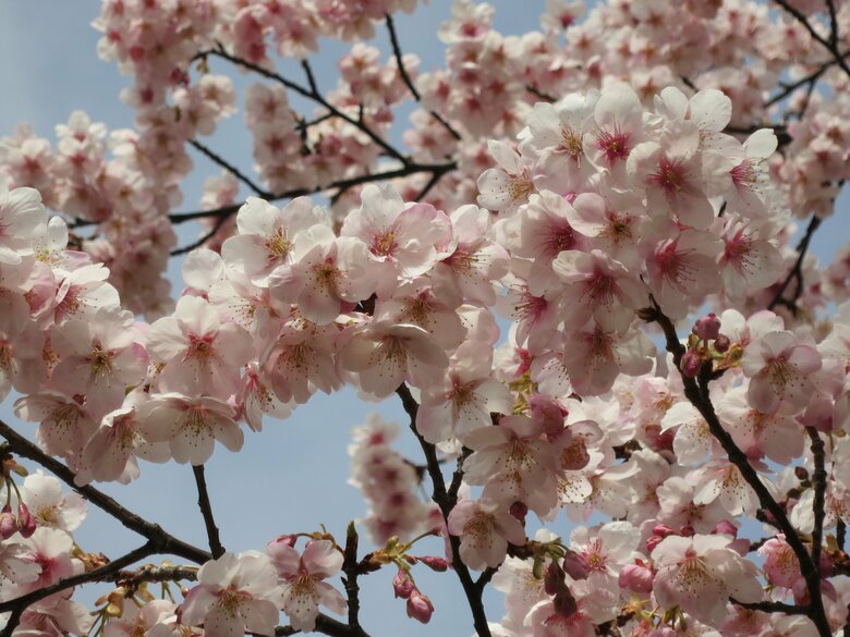 「大漁桜」　画像提供：（公財）日本花の会