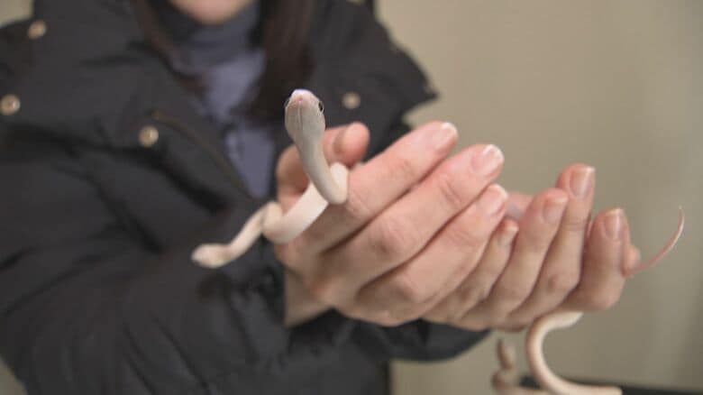 「蛇は寸にして兆し現す」というが…