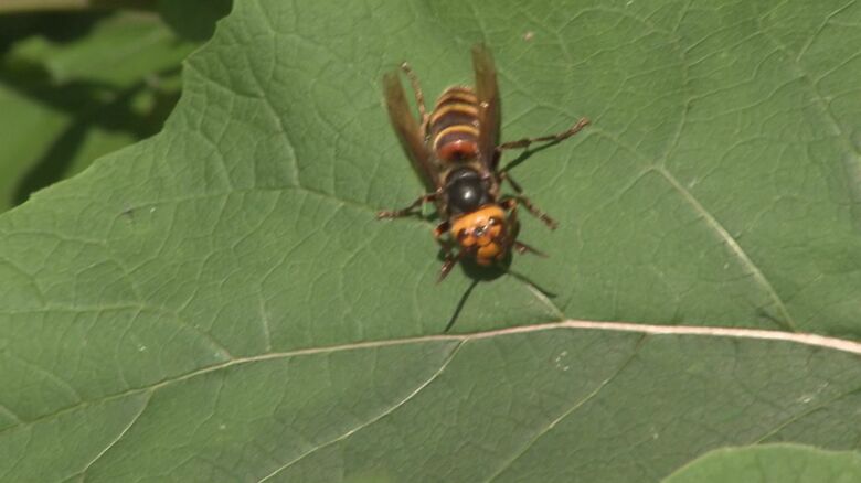 スズメバチ（資料）