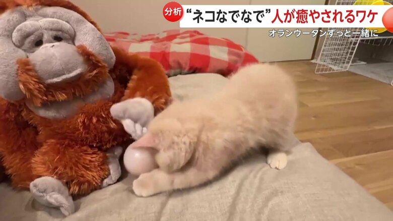 ボール遊びするこまるくん