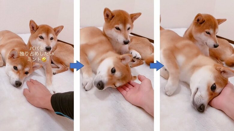 ムックパパさんを独り占めしたいミントちゃん　ズリズリと移動していく