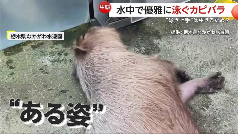 モグモグとエサを食べるカピバラのミチルくん（5歳）（栃木・大田原市のなかがわ水遊園）