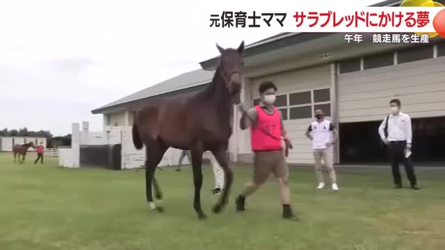 鹿児島県内で競走馬生産に取り組む若い人が増えている