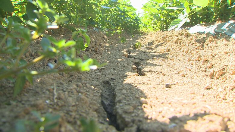 水不足で畑にひび割れ