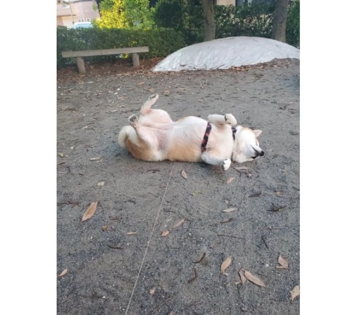 提供：柴犬ななさん