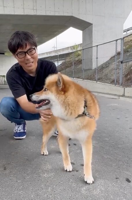 提供：柴犬ぽてとさん