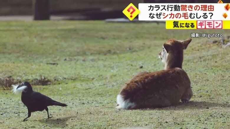 さすがに追い払われ別のシカの元へ…