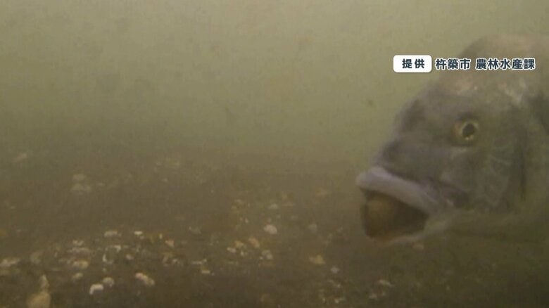 口にアサリをくわえている