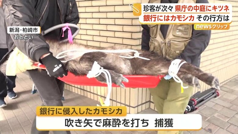 麻酔で眠ったカモシカ
