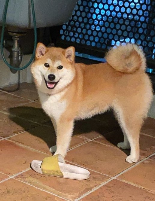 提供：柴犬こむぎさん