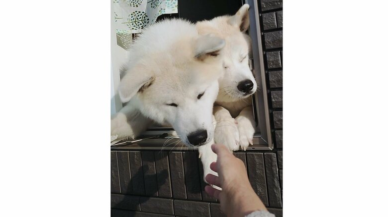 こうたろうくん(左)とクルミちゃん