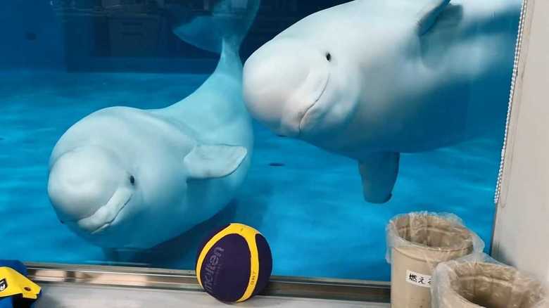普段見られない表情を!飼育員だからこそ撮れる動物たちの意外な一面を覗いてみる【島根発】