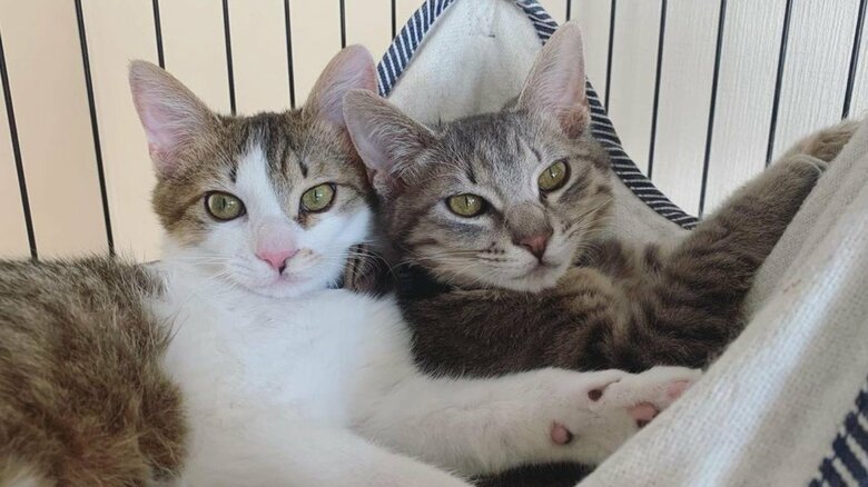 兄弟だけあって、顔立ちや瞳もそっくり