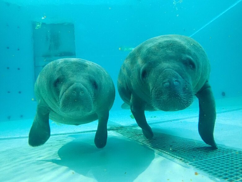 左：キュウ　右：マヤ（提供：国営沖縄記念公園（海洋博公園）・沖縄美ら海水族館）