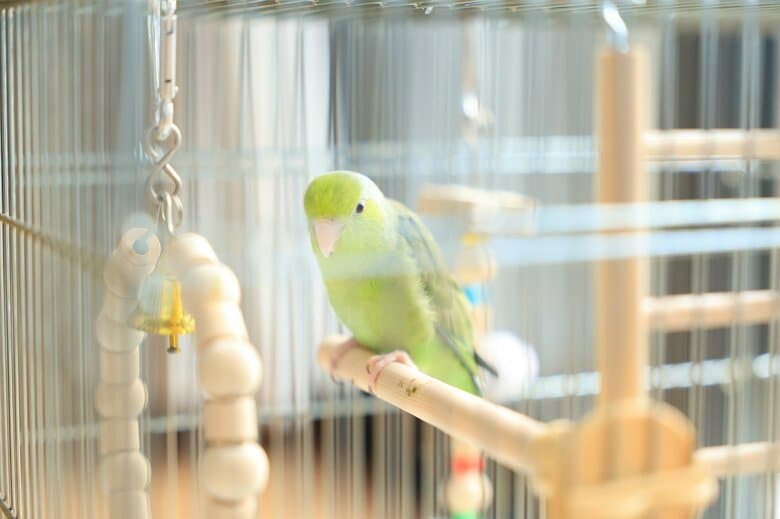 ケージはしっかり固定し地震対策を（画像はイメージ）