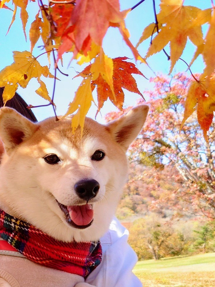 提供：柴犬チャーミーさん